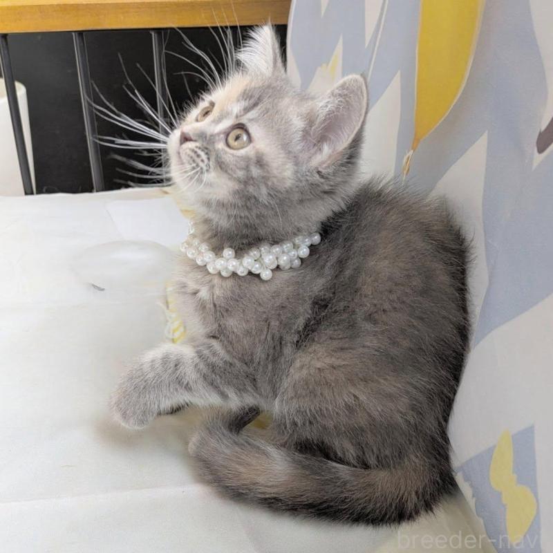 販売中の埼玉県のミヌエット-135639の3枚目