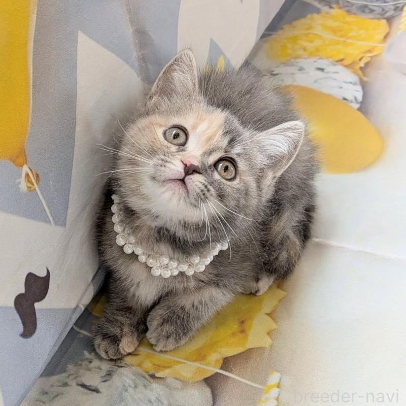 販売中の埼玉県のミヌエット-135639の2枚目