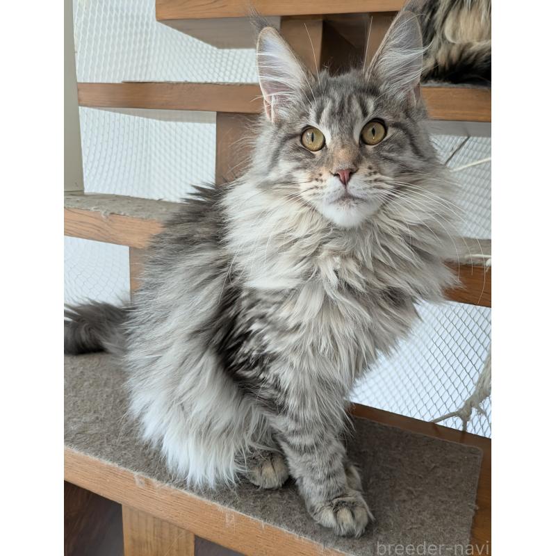 販売中の埼玉県のメインクーン-134877の11枚目