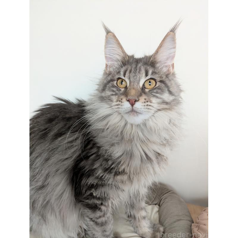 販売中の埼玉県のメインクーン-134877の10枚目