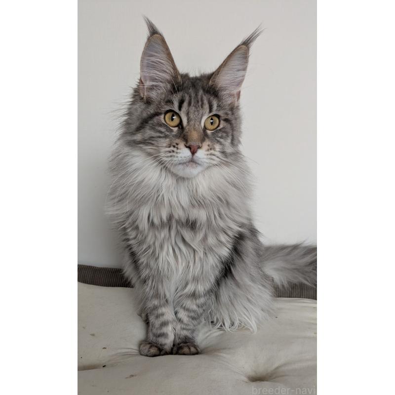 販売中の埼玉県のメインクーン-134877の9枚目