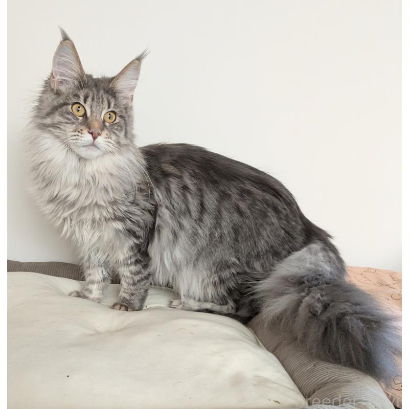 販売中の埼玉県のメインクーン-134877の8枚目