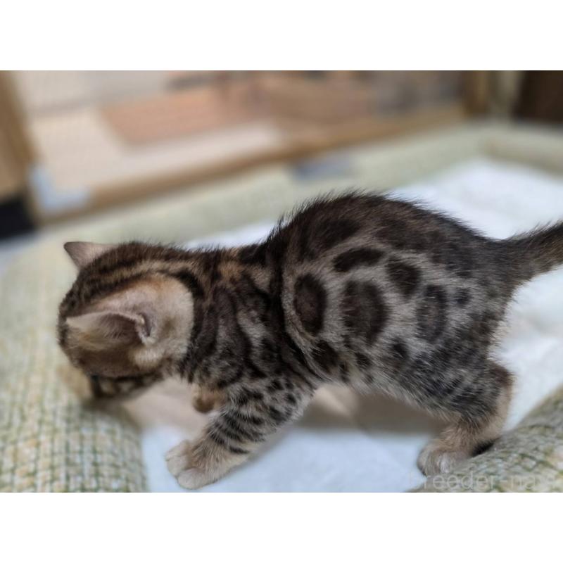 販売中の神奈川県のベンガル-135641の30枚目