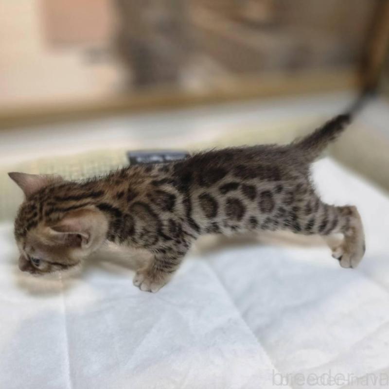 販売中の神奈川県のベンガル-135641の29枚目