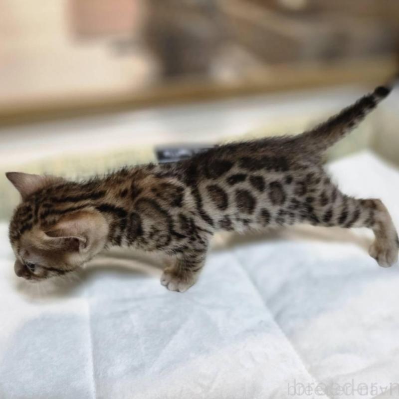 販売中の神奈川県のベンガル-135641の28枚目