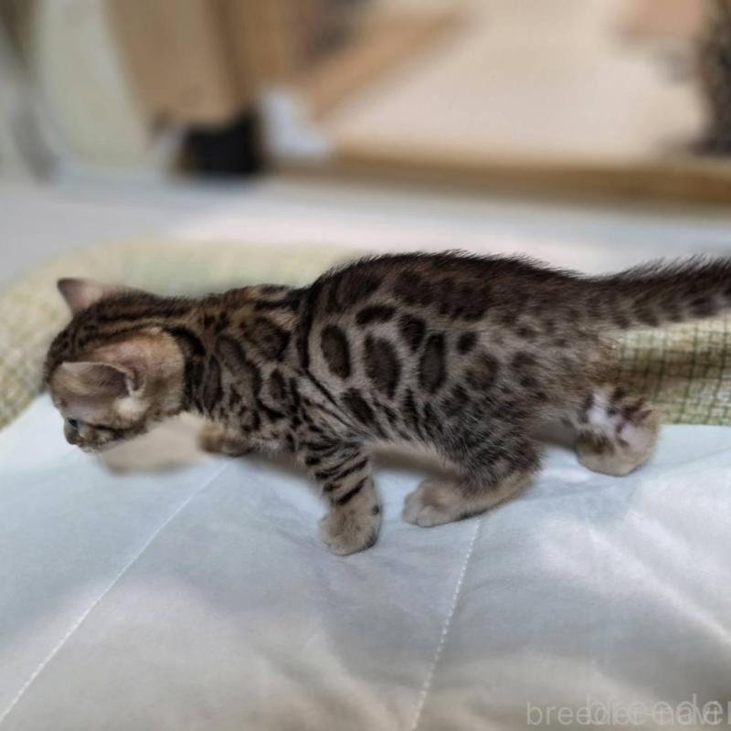 販売中の神奈川県のベンガル-135641の27枚目