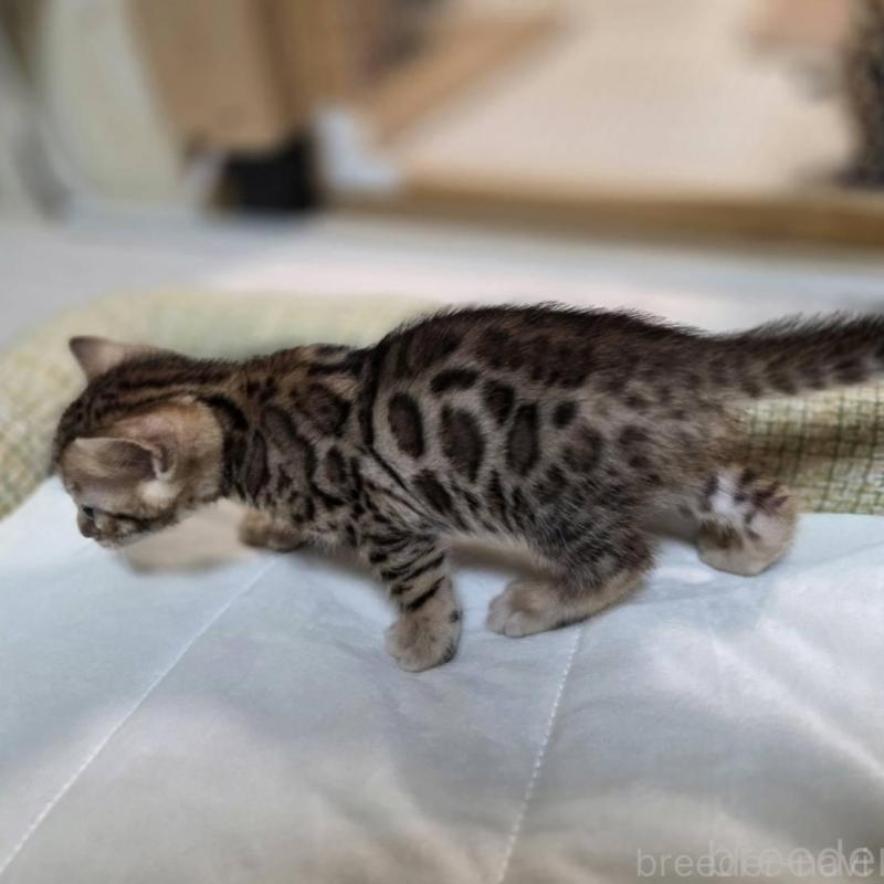 販売中の神奈川県のベンガル-135641の26枚目