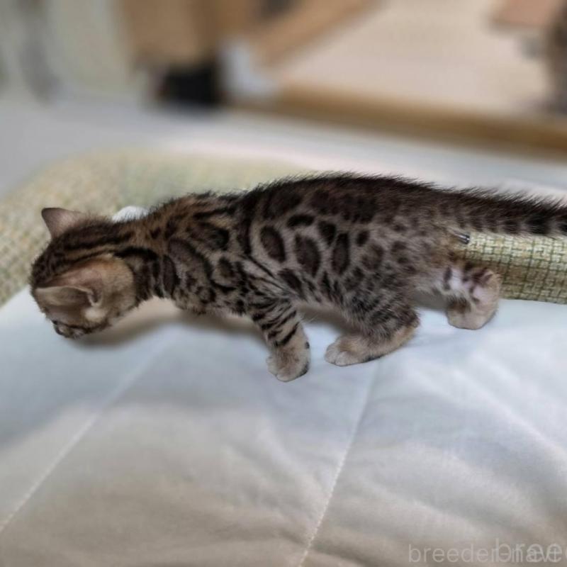 販売中の神奈川県のベンガル-135641の25枚目