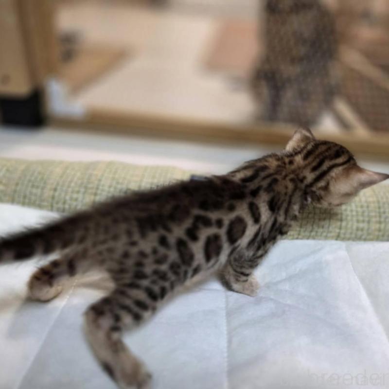 販売中の神奈川県のベンガル-135641の24枚目