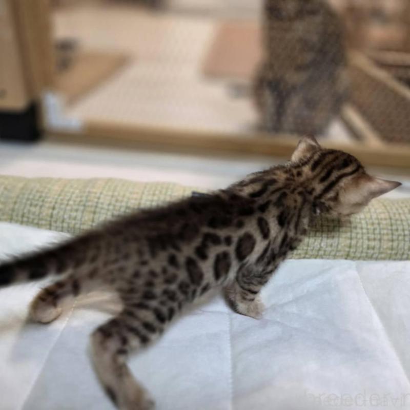 販売中の神奈川県のベンガル-135641の23枚目