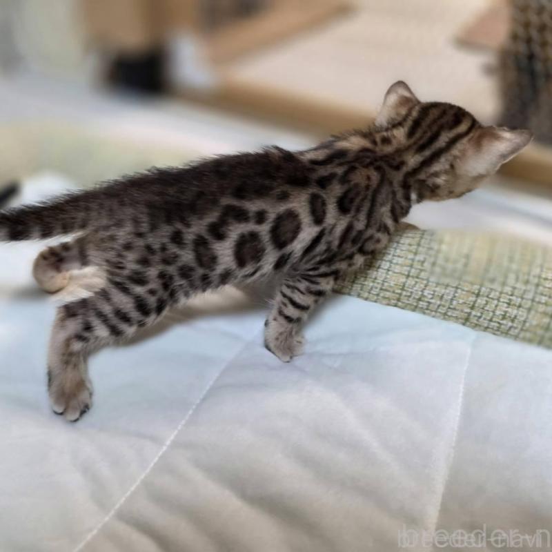 販売中の神奈川県のベンガル-135641の22枚目