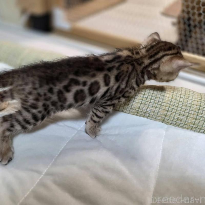 販売中の神奈川県のベンガル-135641の21枚目