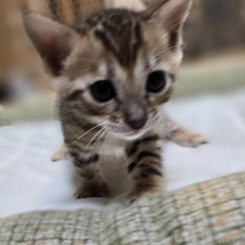 販売中の神奈川県のベンガル-135641の20枚目