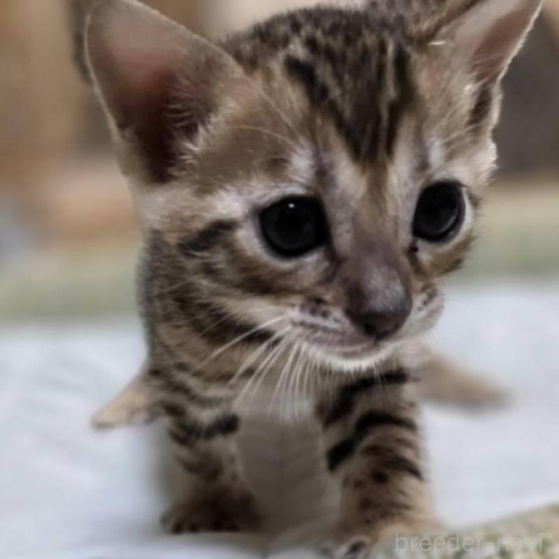 販売中の神奈川県のベンガル-135641の19枚目