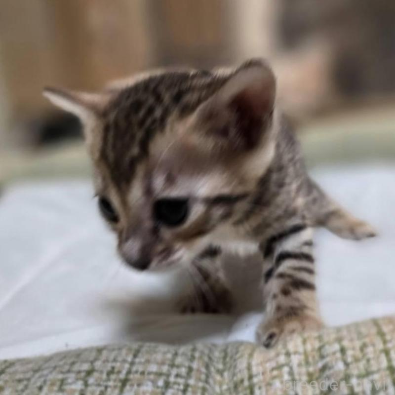 販売中の神奈川県のベンガル-135641の18枚目