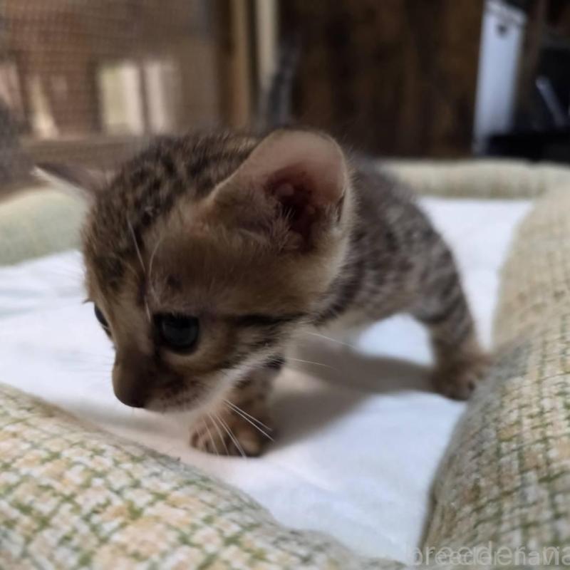 販売中の神奈川県のベンガル-135641の16枚目