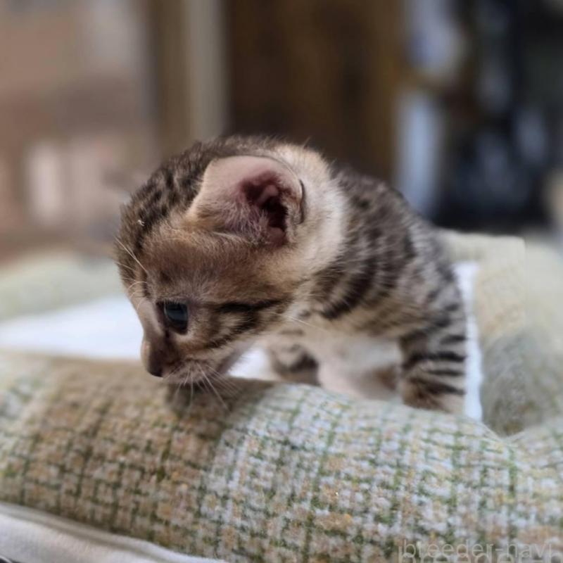 販売中の神奈川県のベンガル-135641の15枚目