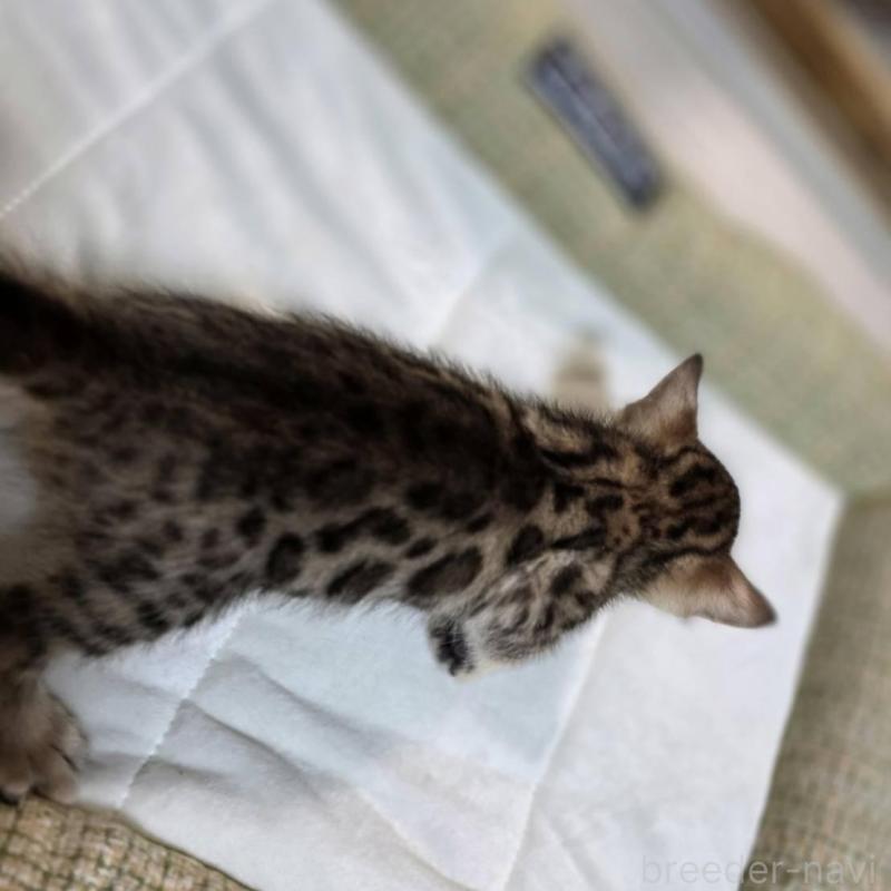 販売中の神奈川県のベンガル-135641の14枚目