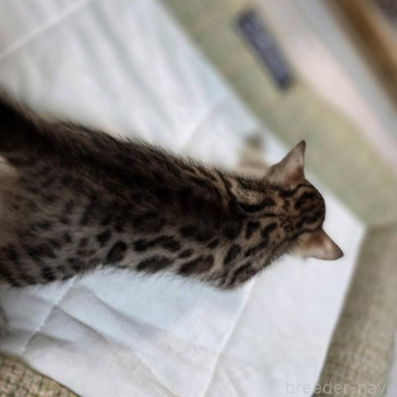 販売中の神奈川県のベンガル-135641の13枚目