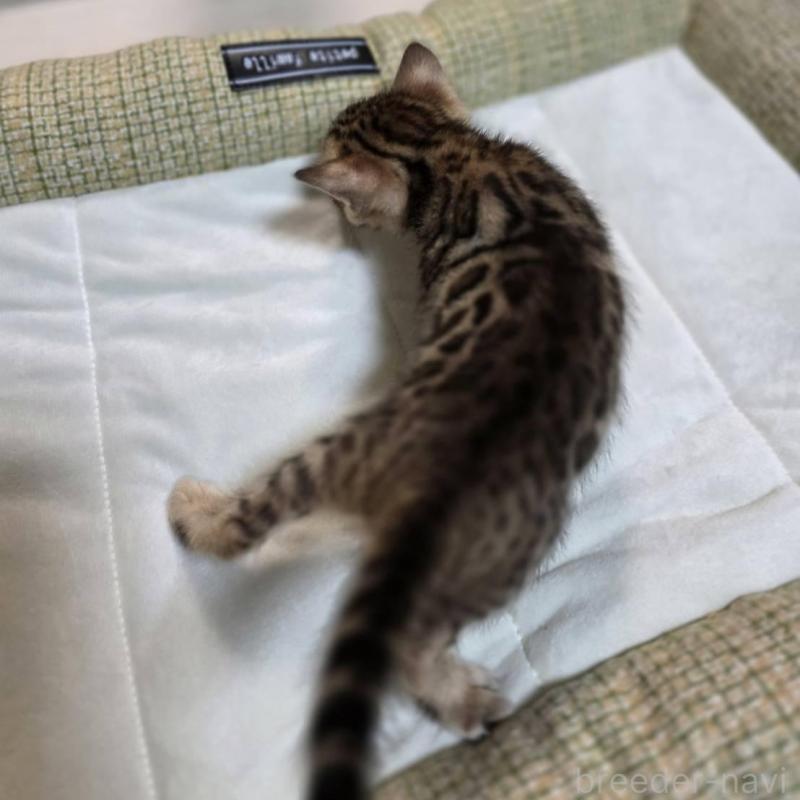 販売中の神奈川県のベンガル-135641の12枚目