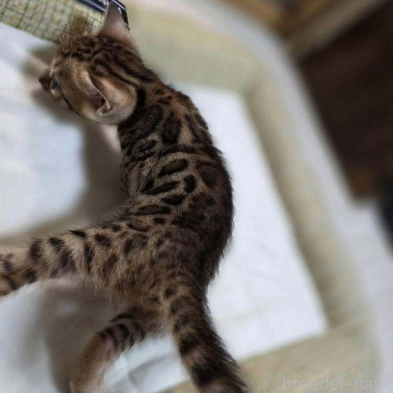 販売中の神奈川県のベンガル-135641の11枚目