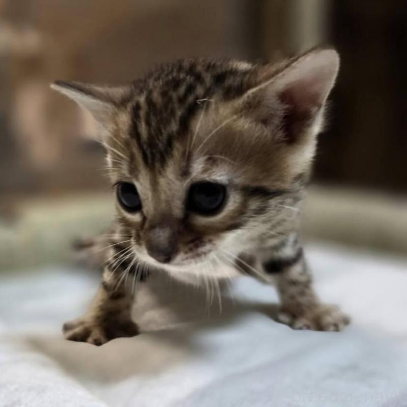 販売中の神奈川県のベンガル-135641