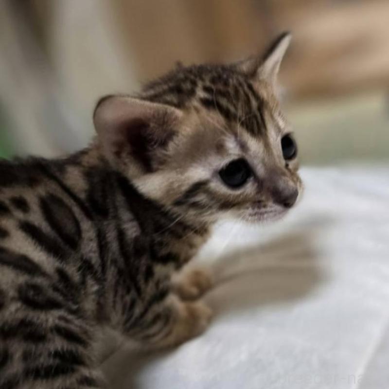 販売中の神奈川県のベンガル-135641の9枚目