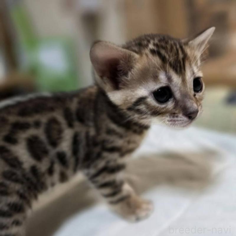 販売中の神奈川県のベンガル-135641の8枚目