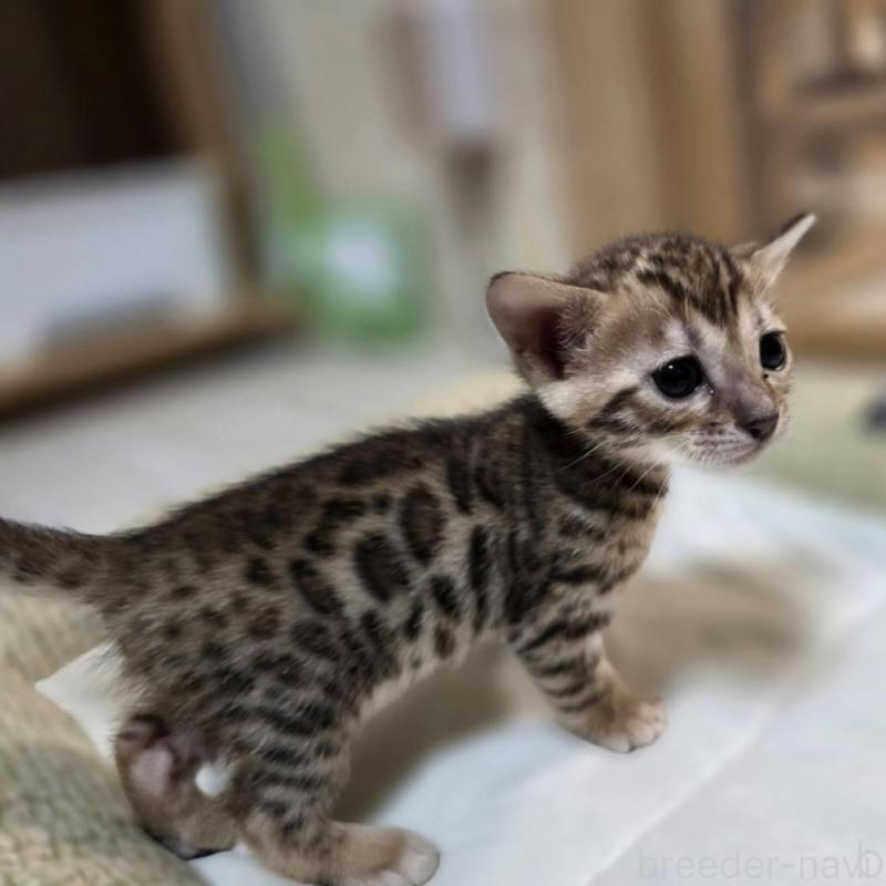 販売中の神奈川県のベンガル-135641の7枚目