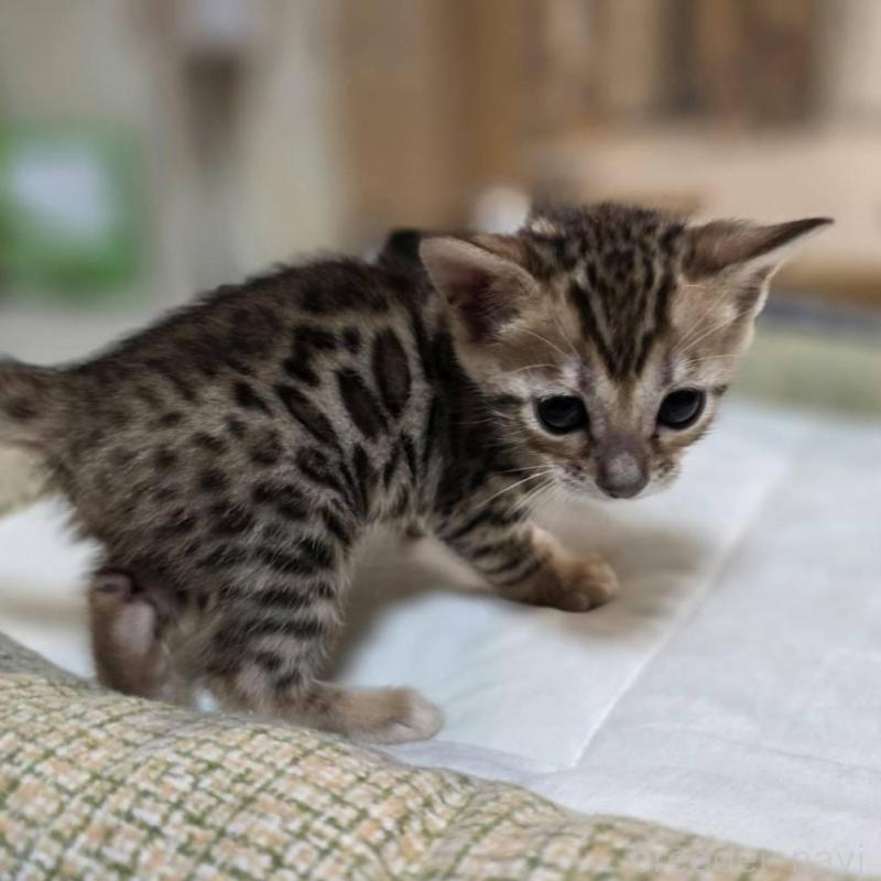 販売中の神奈川県のベンガル-135641の6枚目