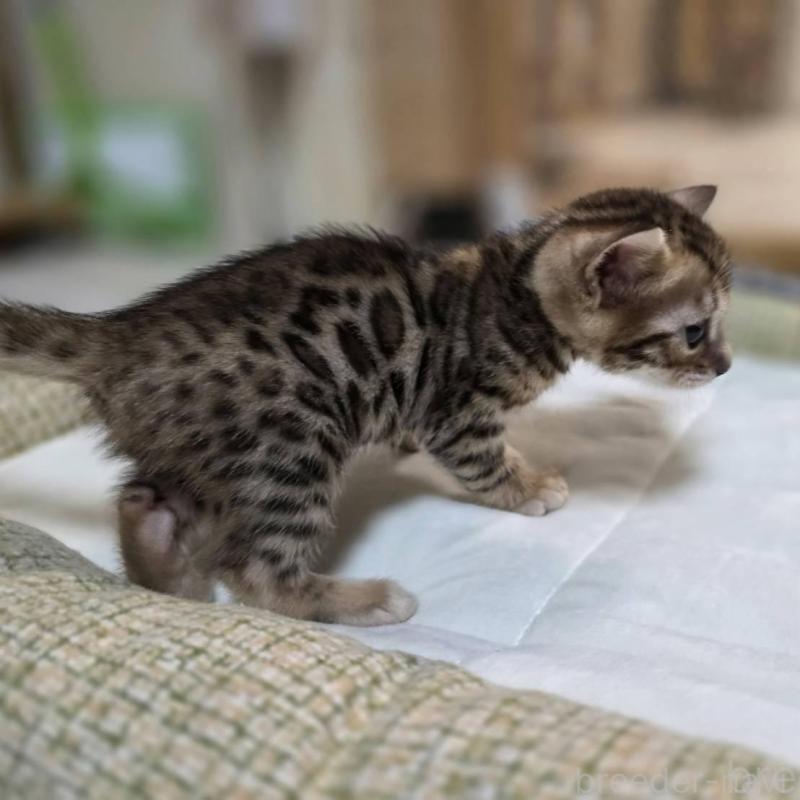 販売中の神奈川県のベンガル-135641の5枚目