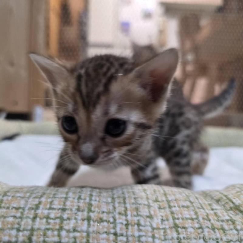 販売中の神奈川県のベンガル-135641の4枚目