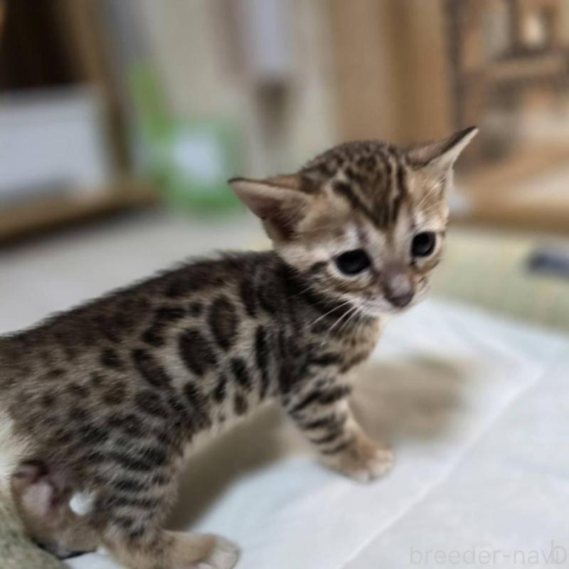 販売中の神奈川県のベンガル-135641の2枚目