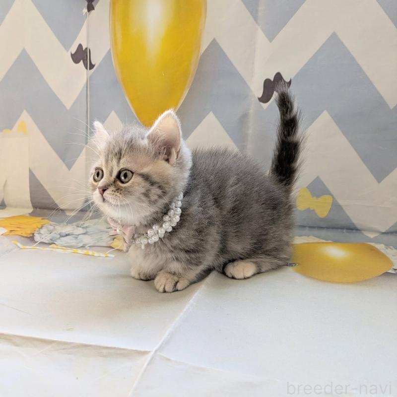 販売中の埼玉県のミヌエット(短足)-135640の7枚目