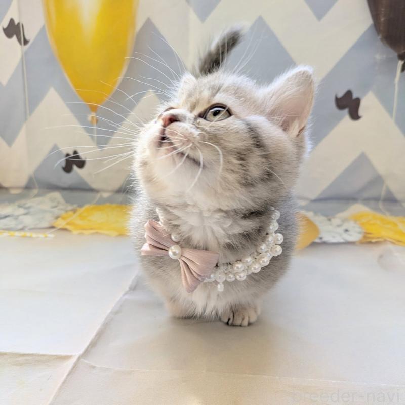 販売中の埼玉県のミヌエット(短足)-135640の6枚目