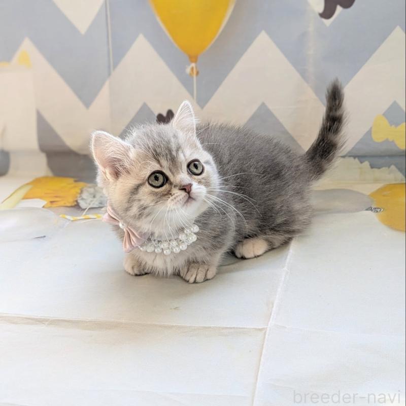 販売中の埼玉県のミヌエット(短足)-135640の5枚目