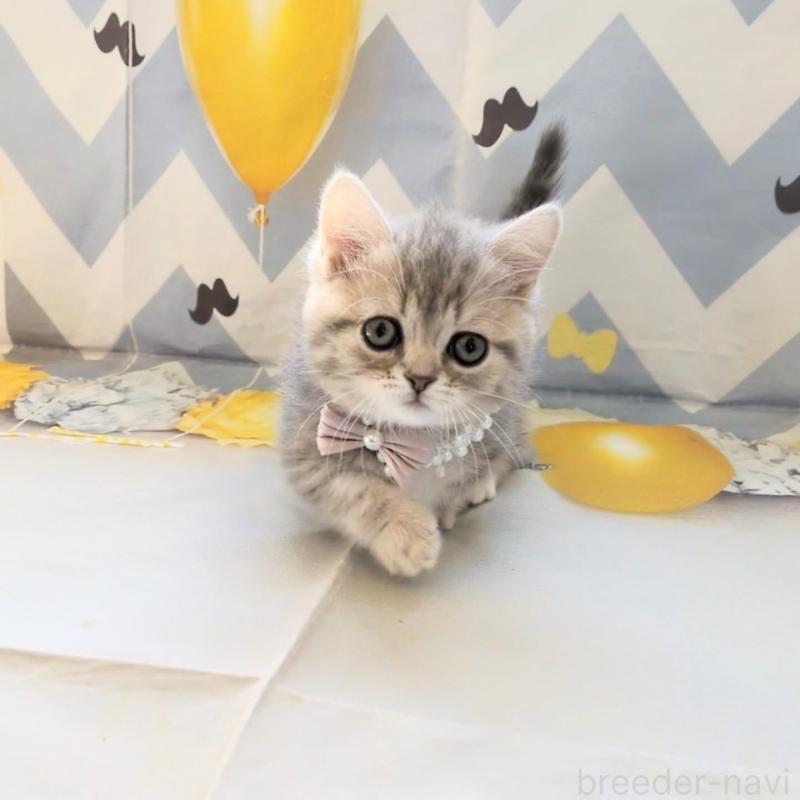 販売中の埼玉県のミヌエット(短足)-135640の4枚目