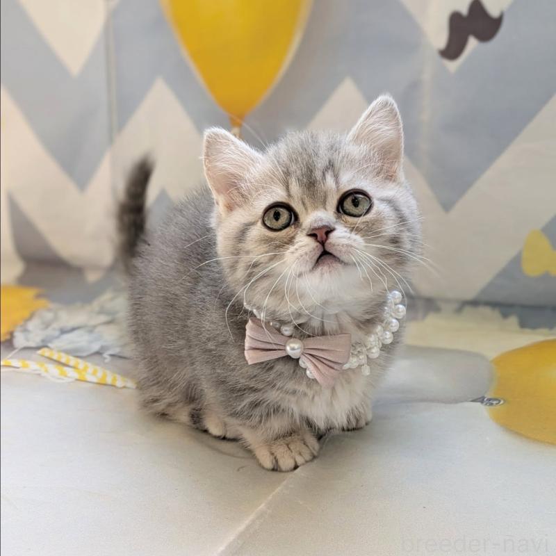 販売中の埼玉県のミヌエット(短足)-135640の1枚目