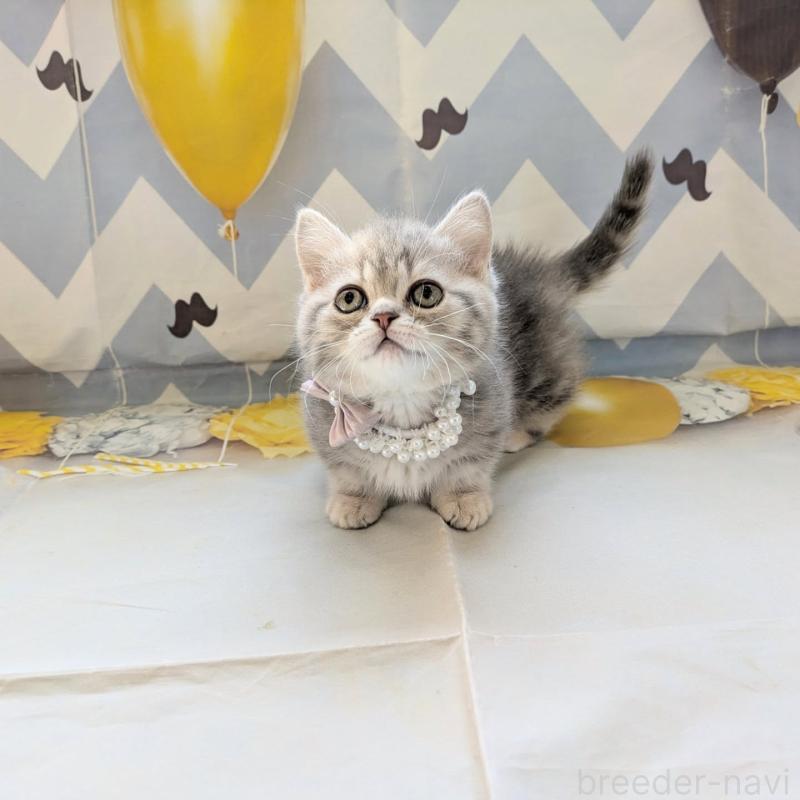 販売中の埼玉県のミヌエット(短足)-135640の3枚目