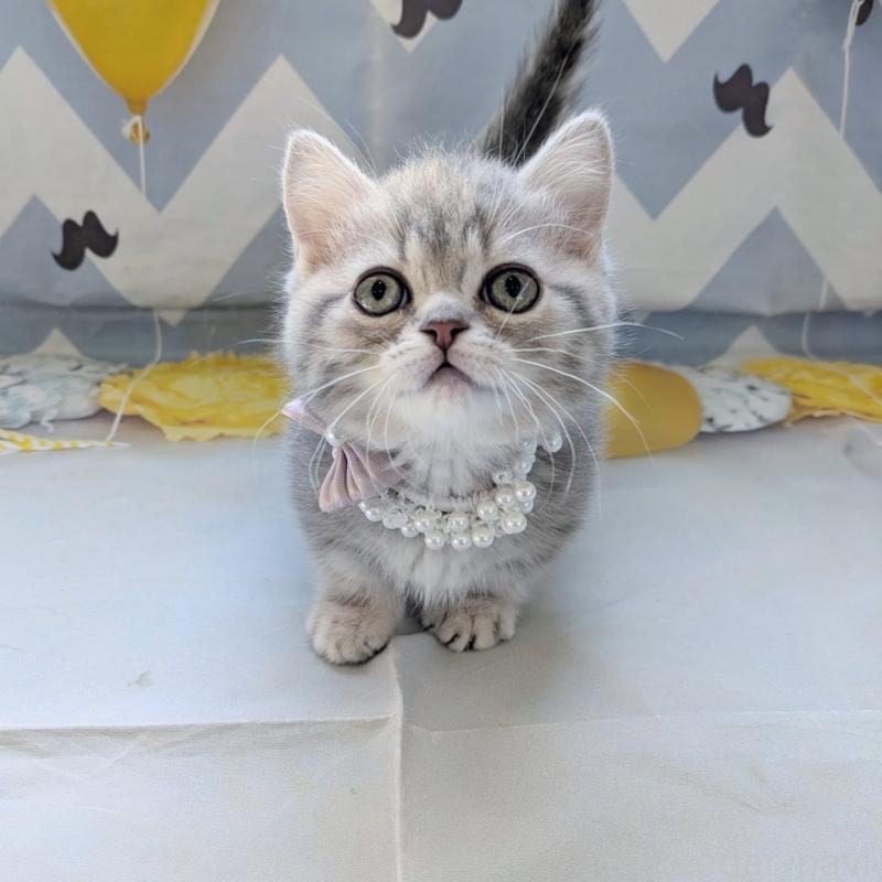 販売中の埼玉県のミヌエット(短足)-135640の2枚目