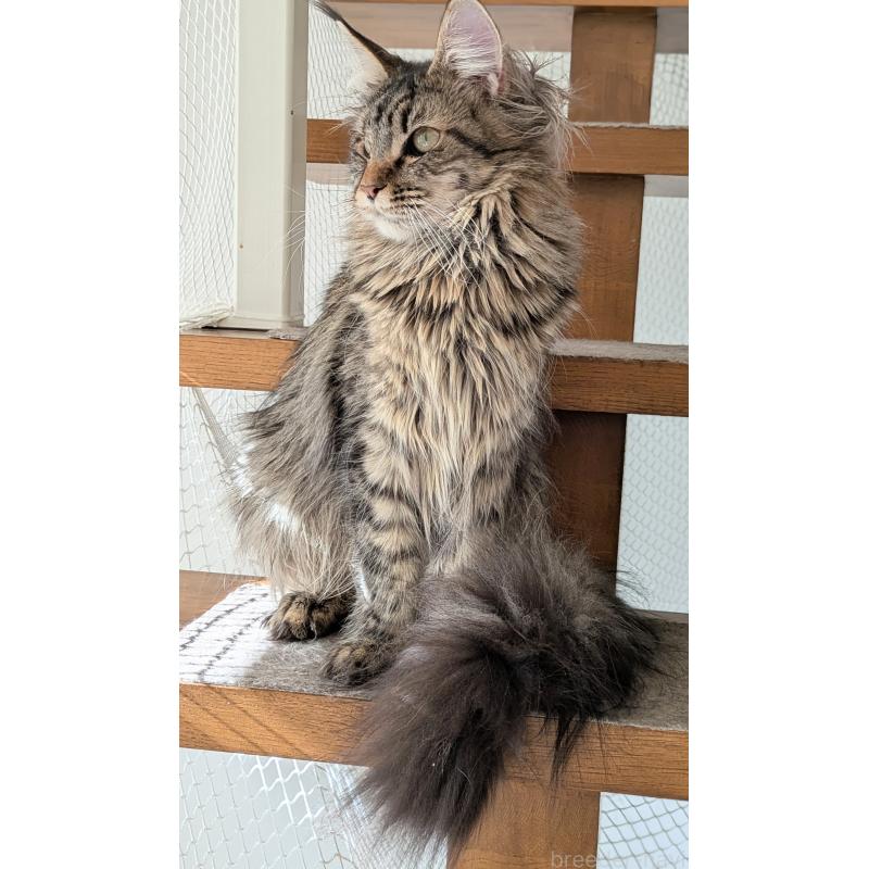 販売中の埼玉県のメインクーン-118999の10枚目