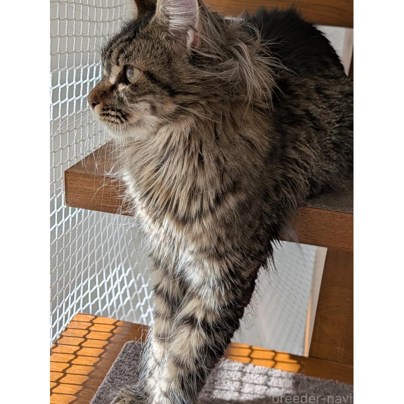 販売中の埼玉県のメインクーン-118999の9枚目