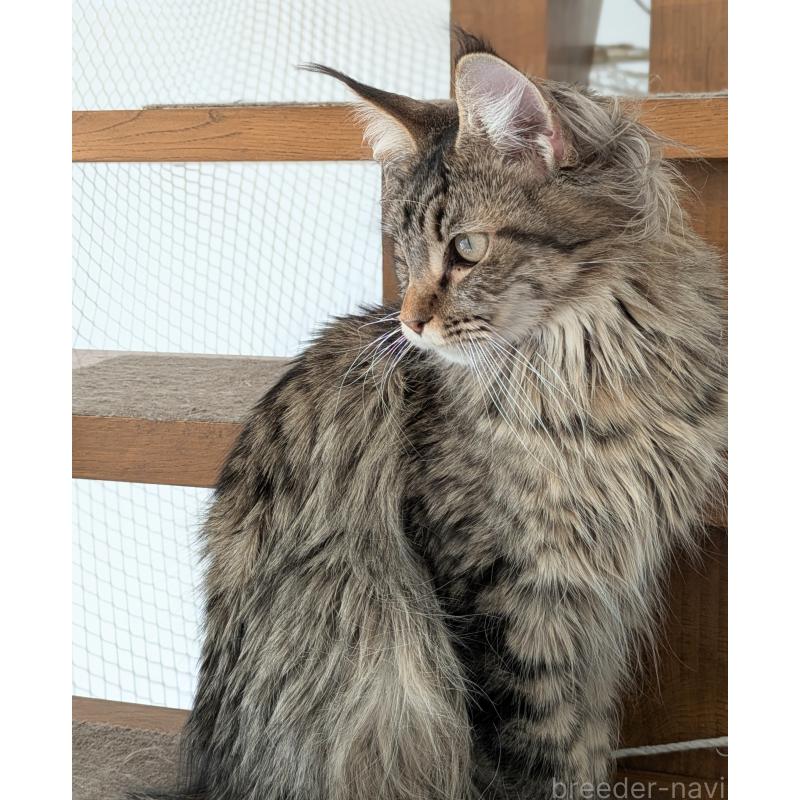 販売中の埼玉県のメインクーン-118999の8枚目