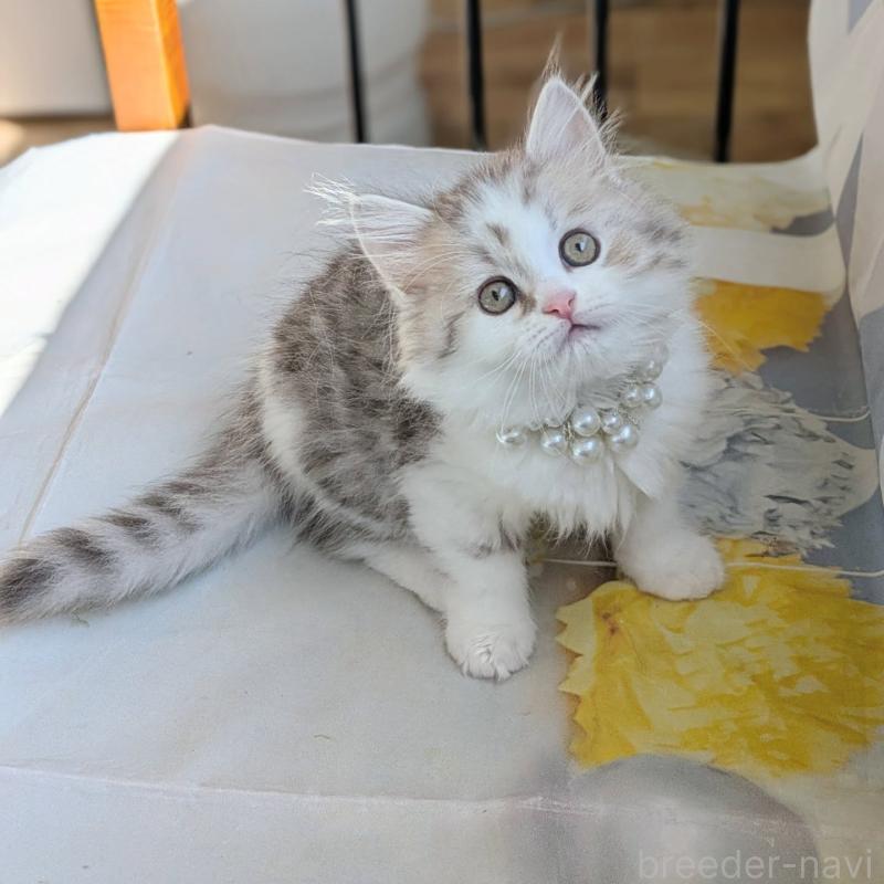 販売中の埼玉県のミヌエット-135642の5枚目