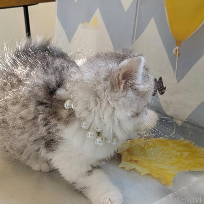 販売中の埼玉県のミヌエット-135642の4枚目