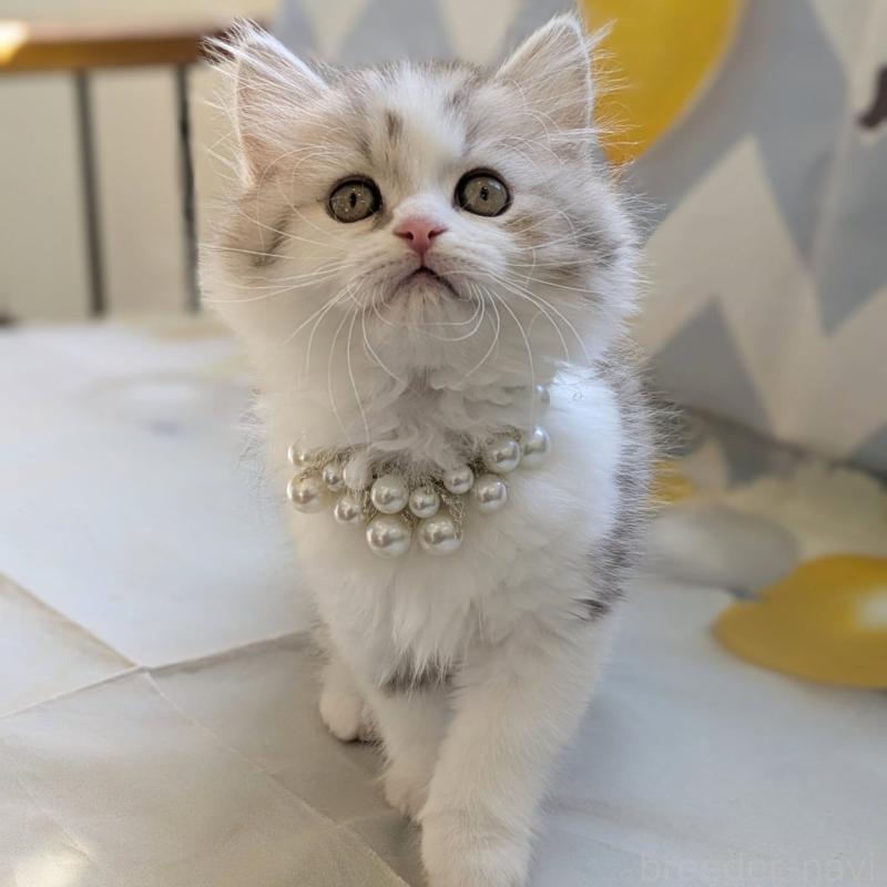 販売中の埼玉県のミヌエット-135642の3枚目