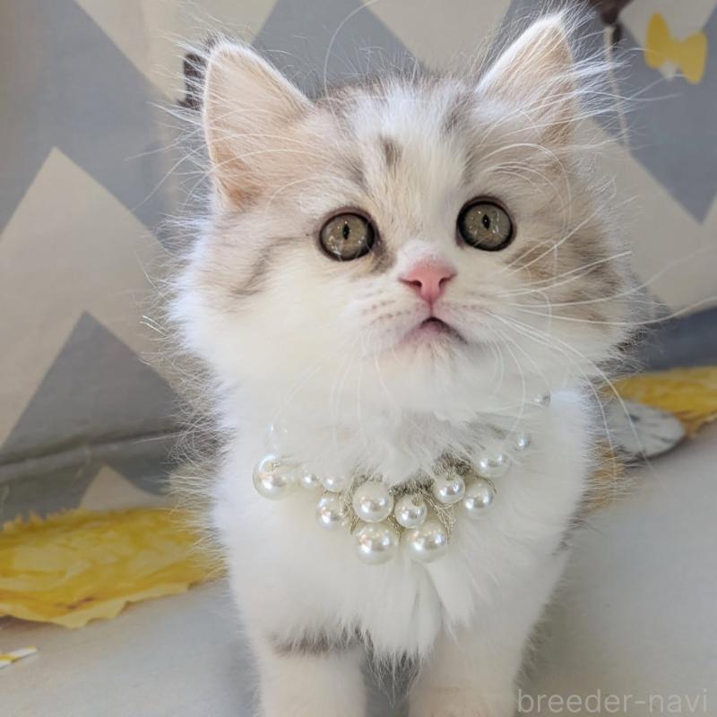 販売中の埼玉県のミヌエット-135642