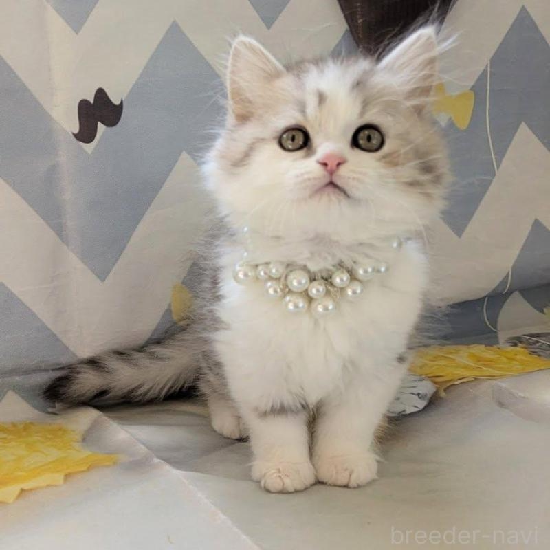 販売中の埼玉県のミヌエット-135642の2枚目