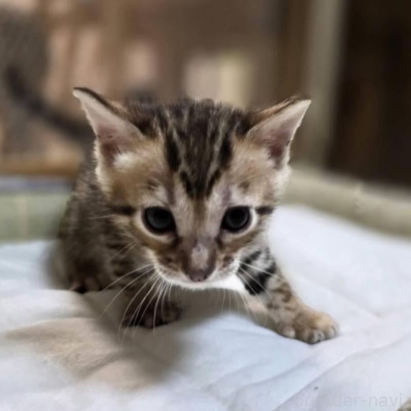 販売中の神奈川県のベンガル-135643の26枚目