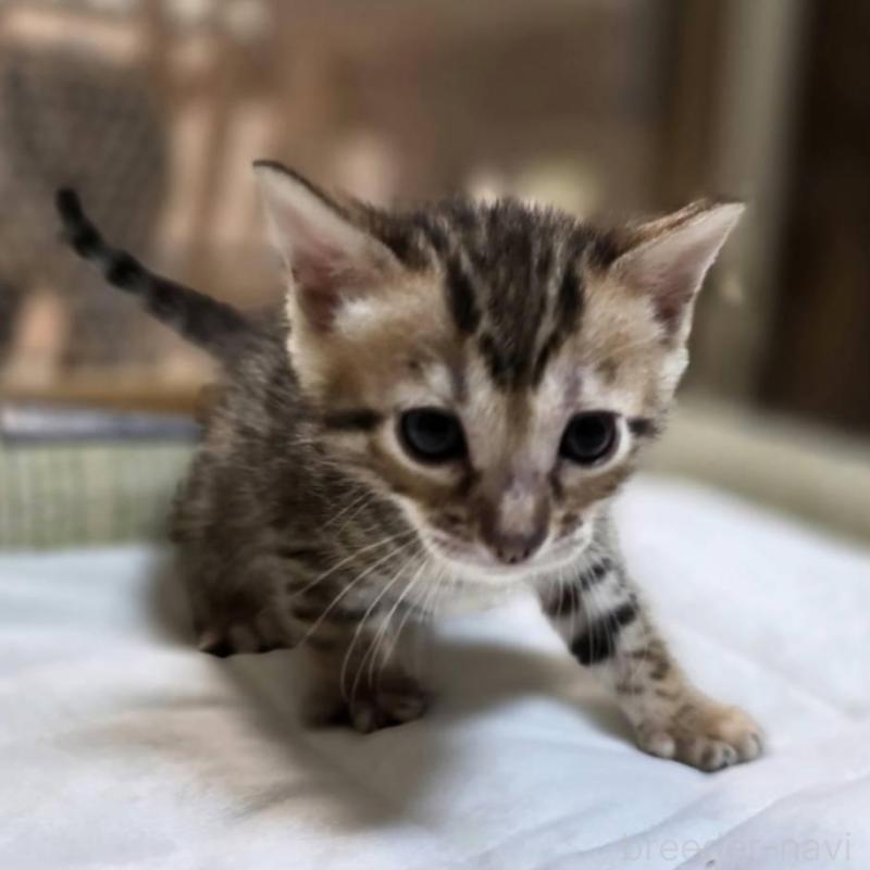 販売中の神奈川県のベンガル-135643の25枚目